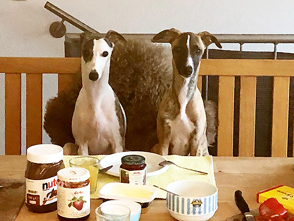 zwei Whippets am Frühstückstisch