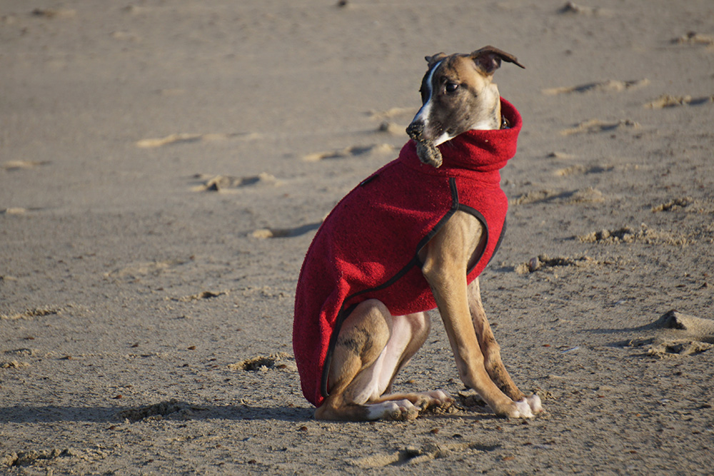 Whippet am Strand mit Pullover