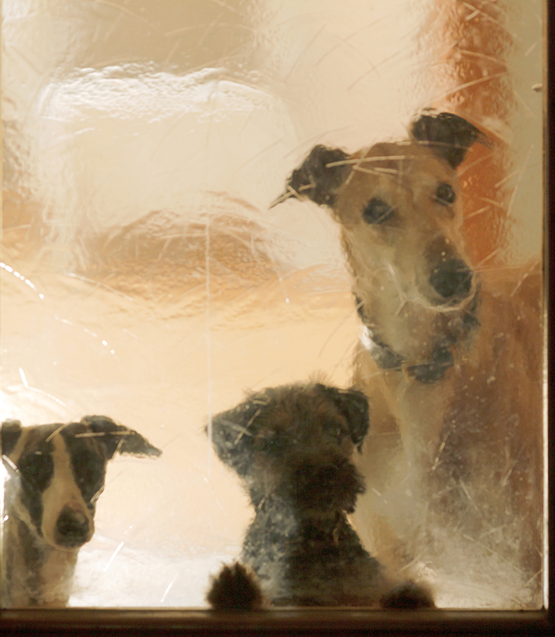 Whippet Foto mit Borderterrier und Greyhound