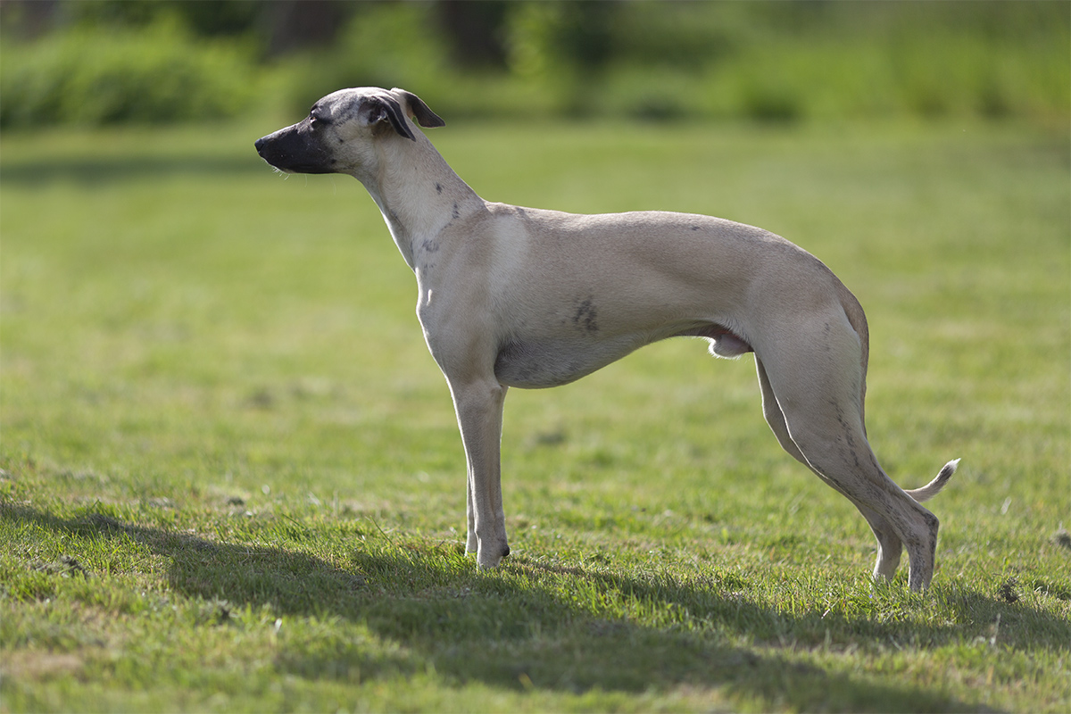 whippet timo, standfoto