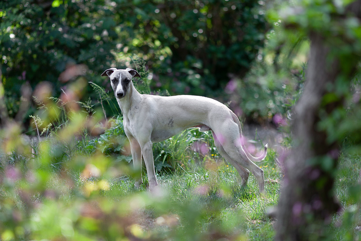 Whippet Timo im Stand
