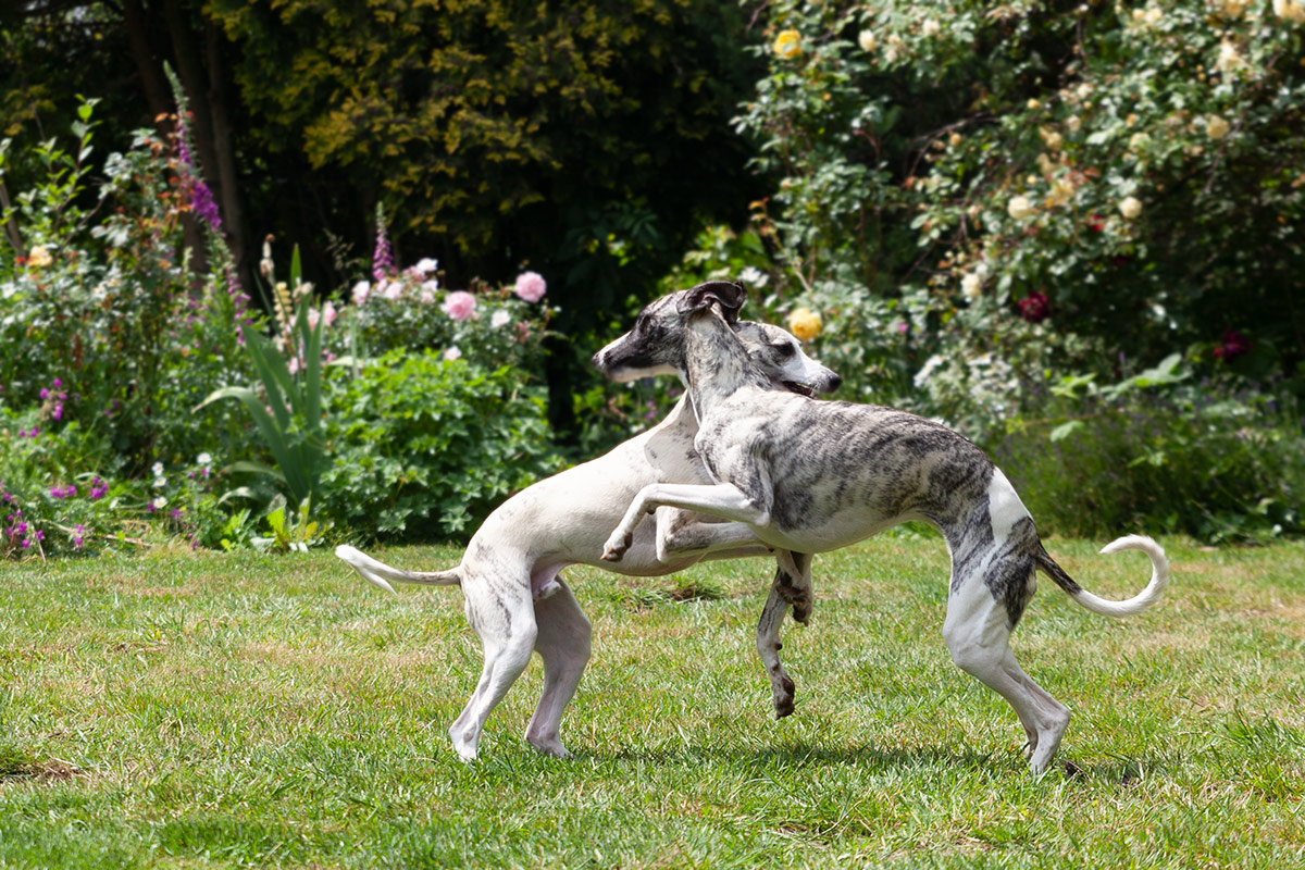 spielende Whippets