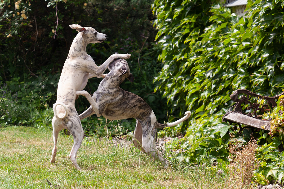 spielende Whippets