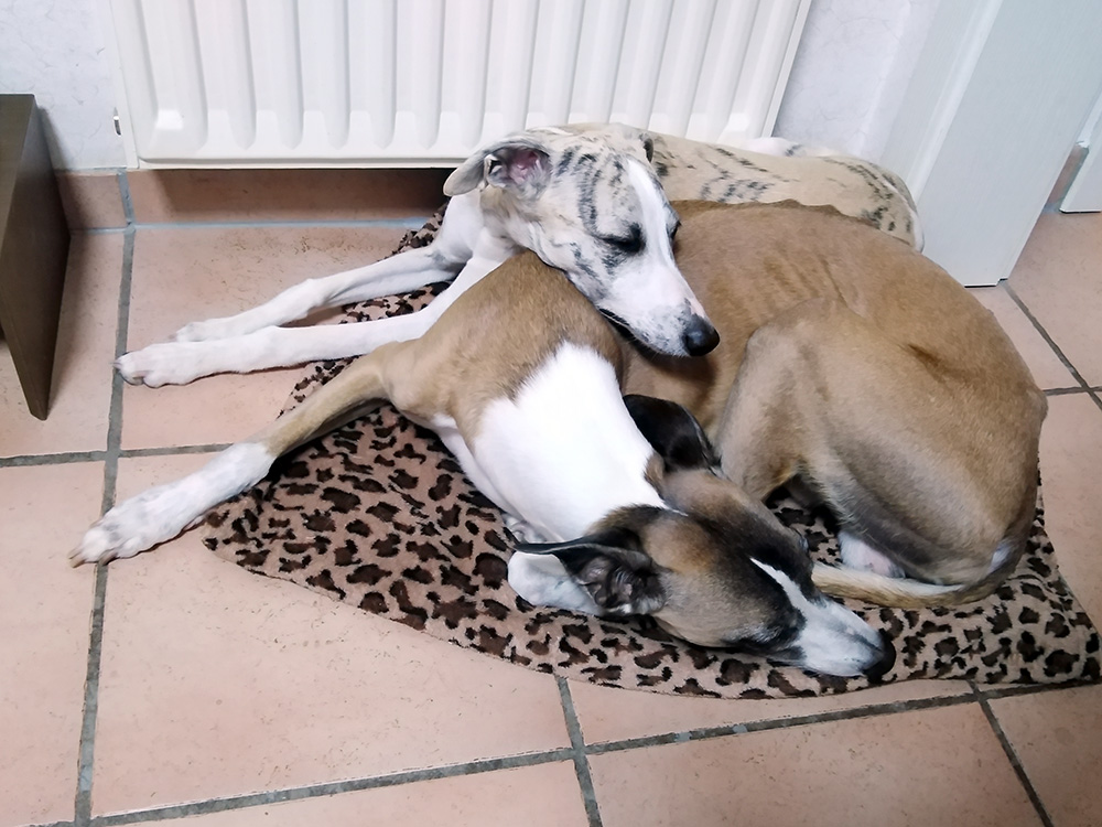 Whippets