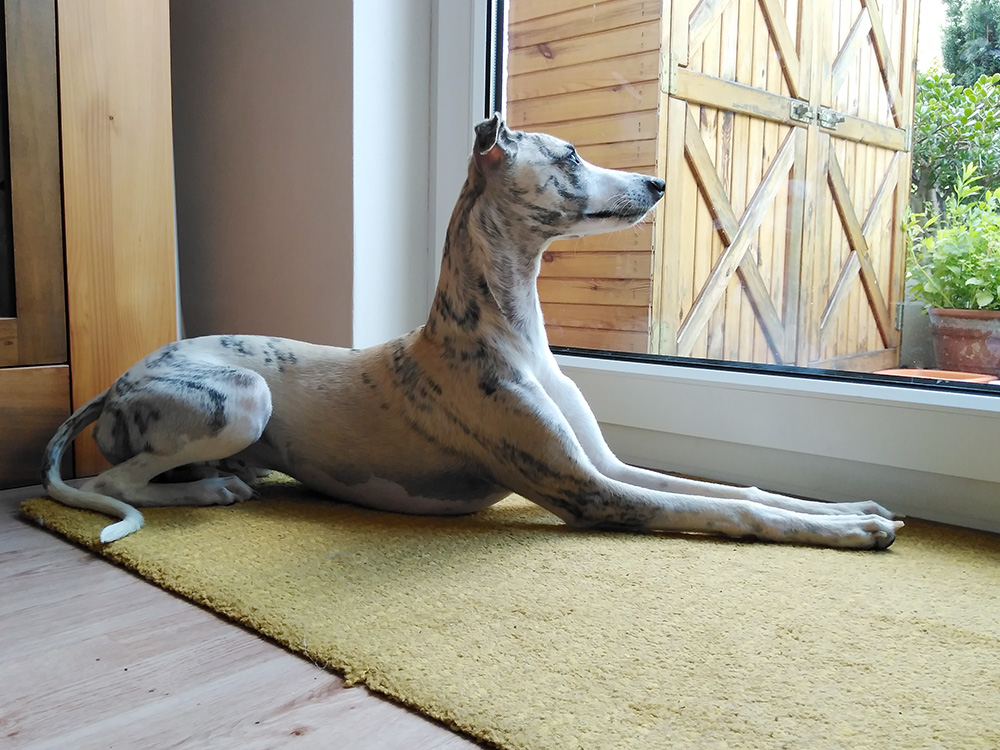 Whippet Pacco am Fenster