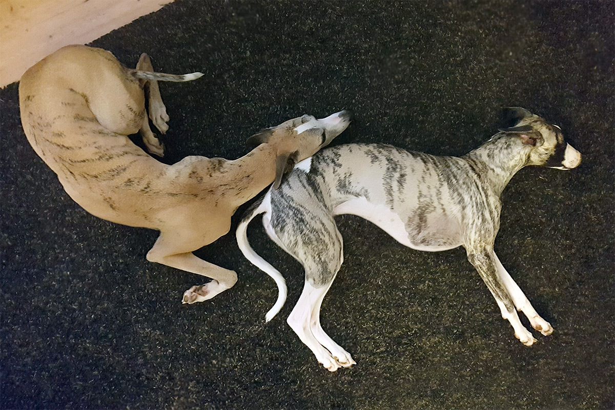 zwei Whippets liegen auf einem Teppich