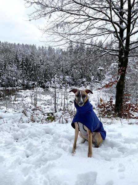 Whippet mit Mantel im Schnee