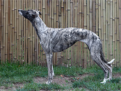 Whippet Standfoto