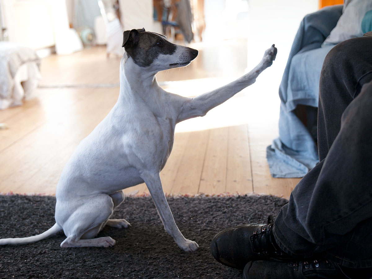 Whippet Trick high five