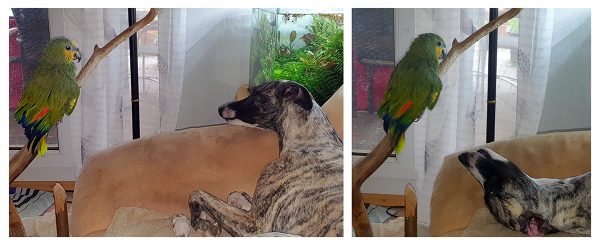 Whippet Pippa liegt auf dem Sofa und spricht mit einem Papagei