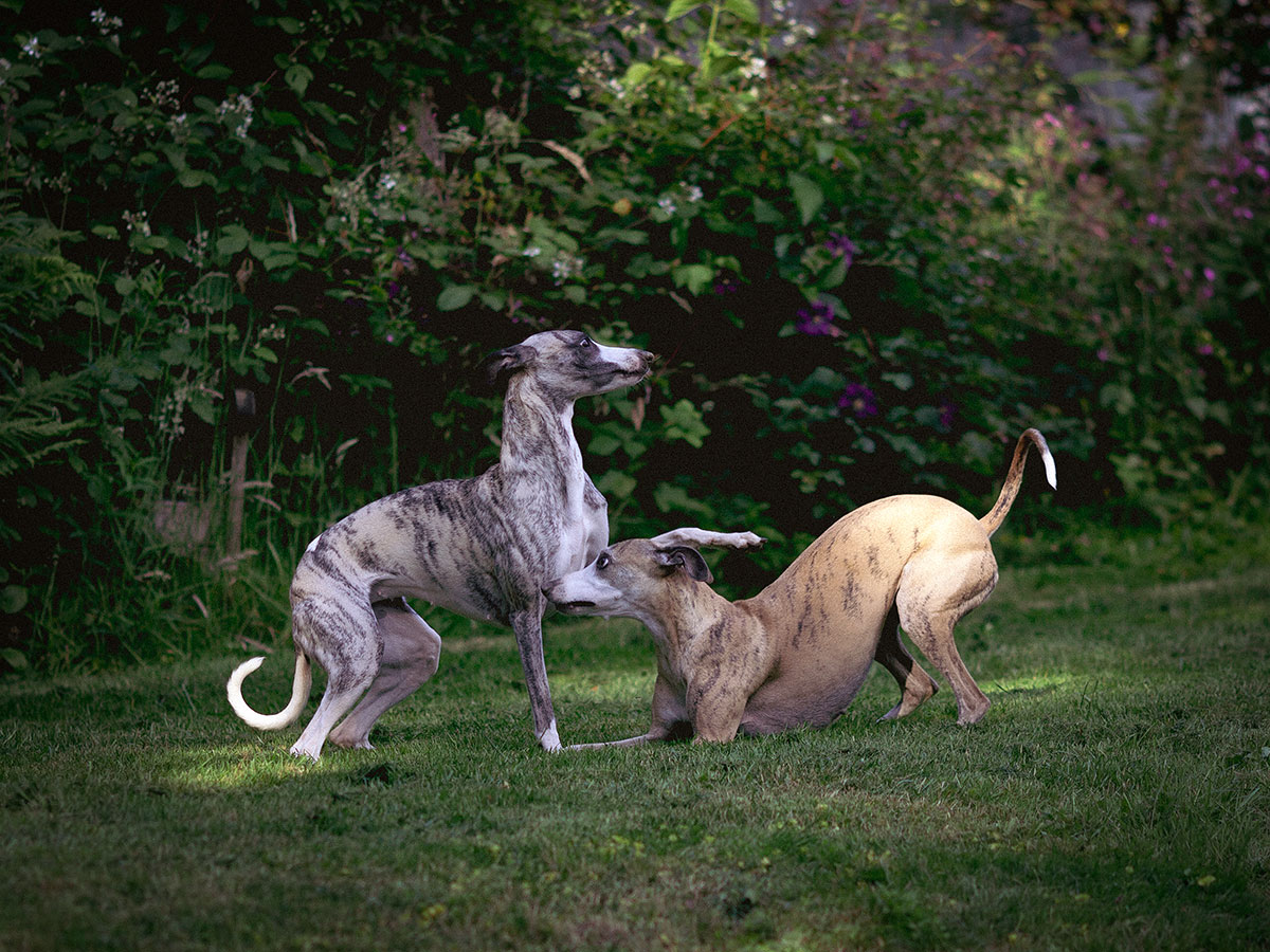 Zwei Whippets spielen im Garten
