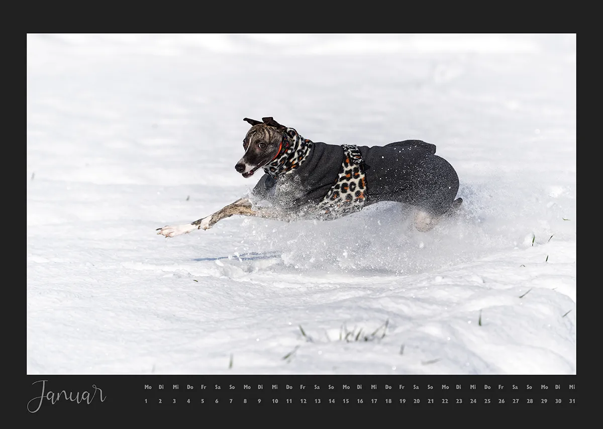 Kalenderblatt für den Monat Januar 2024 mit einem Whippet, der im Schnee flitzt