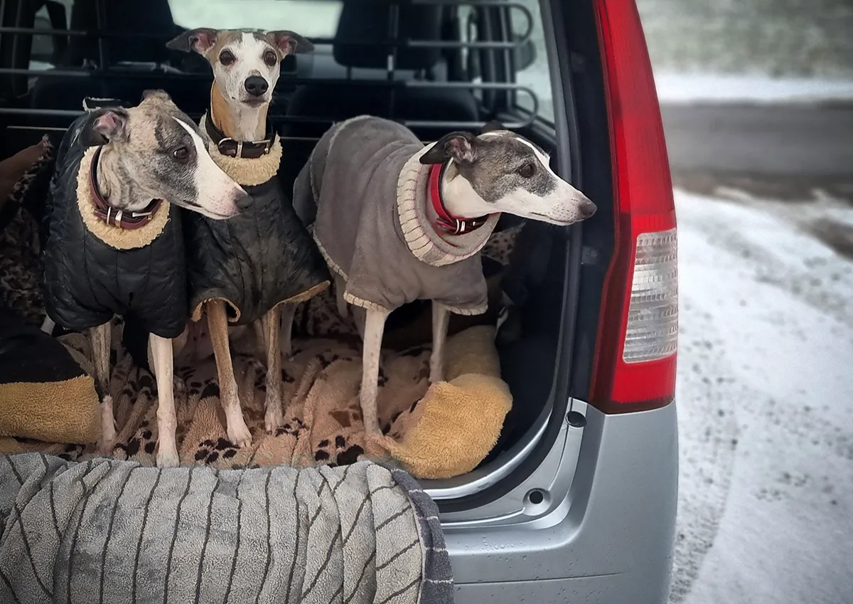 Die drei Whippets Amsel, Mieze und Krönchen schauen aus dem Auto. Sie tragen dicke Wintermäntel, draußen liegt Schnee.