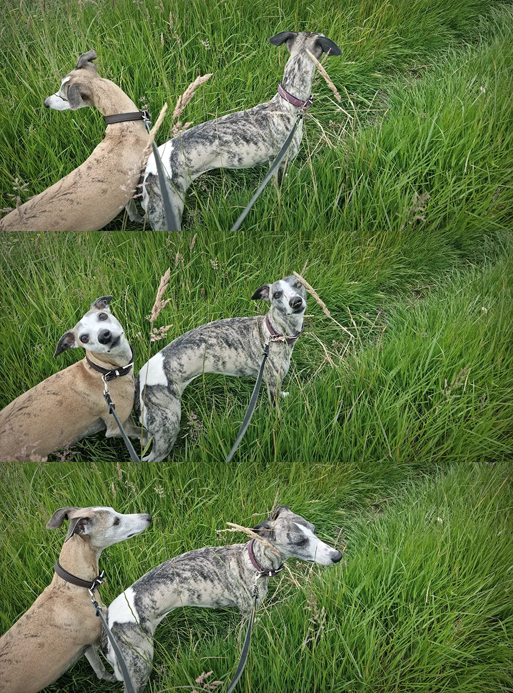 Mieze und Amsel unterwegs im hohen Gras