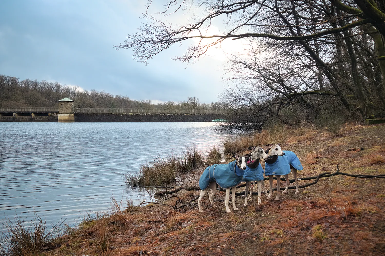 drei Whippets in blauen Wintermänteln stehen an einem See, im Hintergrund ist eine Staumauer zu sehen