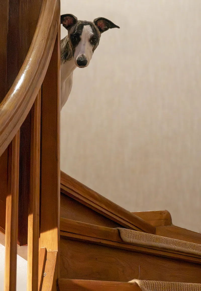 Whippet Libelle schaut von einem Treppenabsatz herunter in die Kamera