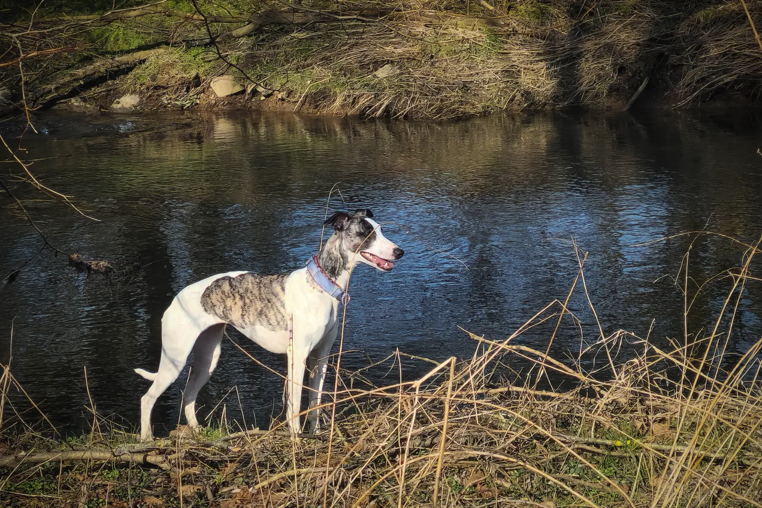 eine gescheckte Whippethündin steht in der Sonne an einem kleinen Fluss