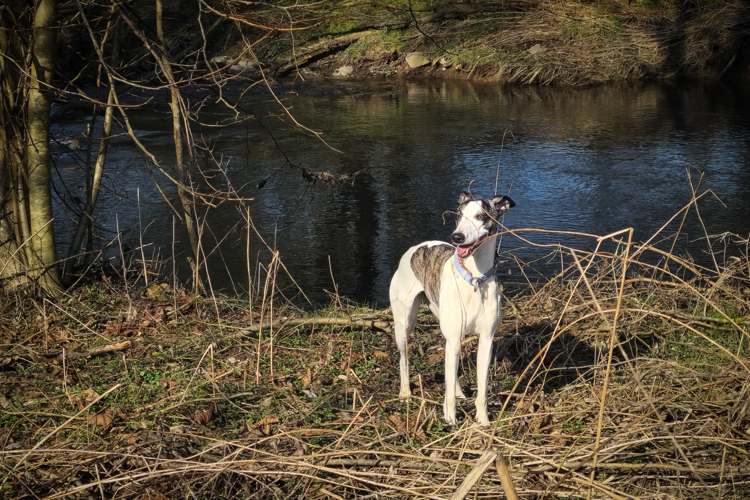 Libelle in der Sonne am Bachufer