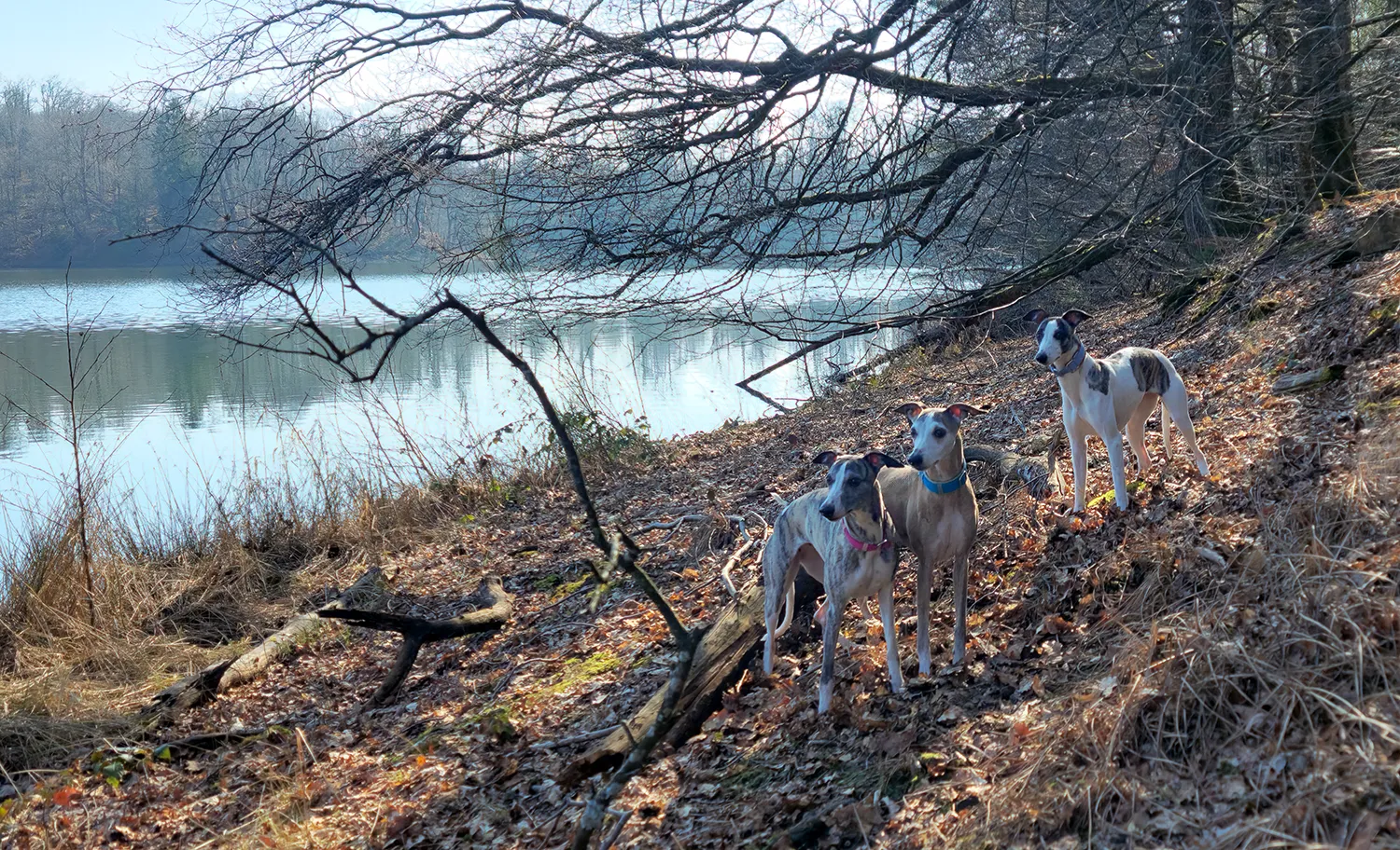 drei Whippets an einem See in einem frühlingshaften Wald
